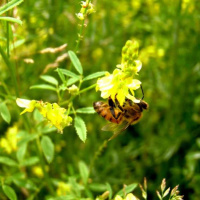 کاشت صدها گونه گیاهان دارویی پشتوانه قوی برای زنبورداری اصفهان