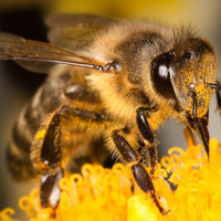 هوش مصنوعی رویای صحبت کردن انسان ها با زنبورهای عسل را تحقق می بخشد