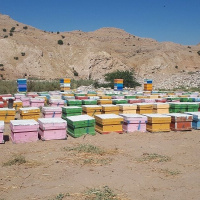 عدم وجود باقی مانده غیر مجاز آنتی بیوتیک ها و فلزات سنگین در عسل زنبورستان های استان اصفهان
