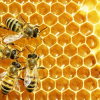 اثرات و عواقب مصرف بی رویه آنتی بیوتیک ها در پرورش زنبور عسل