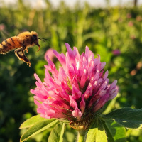 نقش زنبورهای عسل برای محیط زیست / مفید یا مخرب ؟