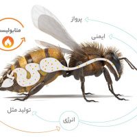 تکنولوژی کلات‌های پیشرفته و ساخت «متابولیسم اُپتیمایزِر» برای زنبورعسل ایرانی