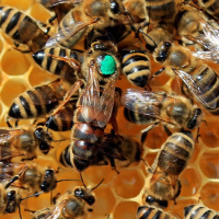 آشفته‌بازار فروش ملکه‌های بی‌کیفیت زنبورعسل ساماندهی شود