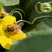 اهمیت گرده افشانی زنبور عسل در امنیت غذایی موجودات /  افزایش 28 درصدی محصولات کلزا با گرده افشانی زنبور عسل