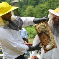 احمد قربانی: منزلت واقعی صنعت زنبورداری با تخصیص ردیف بودجه زنده شود