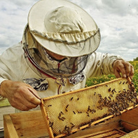 توسعه تشکیلات سازمانی از مطالبات دفتر توسعه زنبورداری وزارت جهاد کشاورزی