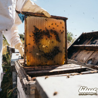 انتظارات جامعه صنعت زنبورداری ایران از دولت و حاکمیت(بخش سوم)