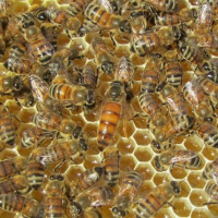 ادعای یک شرکت زیست فناوری برای دریافت مجوز واکسیناسیون زنبورهای عسل توسط وزارت کشاورزی آمریکا