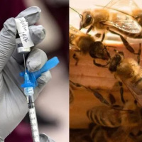 کشف واکسن  بیماری «لوک» نویدی روشن برای زنبورداری جهان