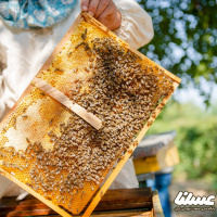 افزایش بهره وری محصولات زنبور عسل با ساخت کندوی کف باز در استان چهار محال و بختیاری