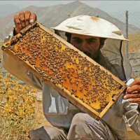 تغذیه زمستانی کلنی ها تأمین و کنه کشی مداوم و چند وجهی باشد