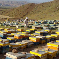 صادرات عسل به قرقیزستان؛ زیرساخت‌هایی که فراهم نشد