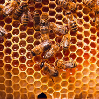 ادغام نادرست بخش زنبورعسل در معاونت بهبود تولیدات گیاهی جهاد کشاورزی