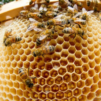 استفاده از محصولات فناورانه برای افزایش بهره وری زنبورستان ها اجتناب ناپذیر است
