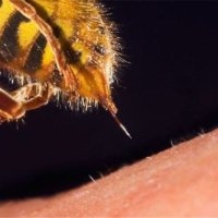 پتانسیل زنبور درمانی ایران شایسته فرهنگ‌سازی بیشتر است