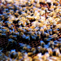 توصیه‌های بهاری به زنبورداران برای کنترل بیماری‌ها