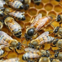 نتایج خیره‌کننده بهبود و تعادل متابولیسم در زنبورعسل