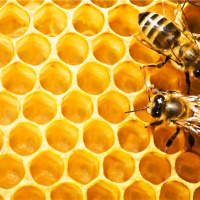 خواستگاه یکی از با ارزش ترین عسل های تولیدی در جهان