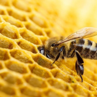 استفاده از محصول کلات‌های پیشرفته راهکار تأمین فقر تغذیه‌ای زنبور عسل