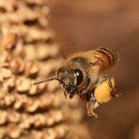 زنبور عسل یک شاخص بیولوژیک است