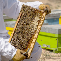 روش‌های تنظیم متابولیسم زنبورعسل برای افزایش راندمان زنبورستان