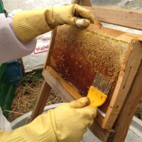 نیاز صنعت زنبورداری به برنامه‌های ترویجی برای سه گروه مخاطب
