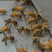 افزایش طول عمر و بهبود راندمان تولید در زنبور عسل با تنظیم متابولیسم