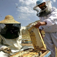 زنبورداران امنیت شغلی ندارند