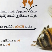 خطرات محصولات تراریخته برای زنبورهای عسل