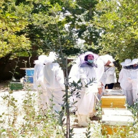 ضرورت ارتباط مستمر دانشگاه و صنعت زنبورداری