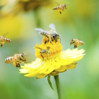 در آستانه روز درختکاری؛ در باغچه ها گیاهان دوست دار زنبور عسل بکاریم