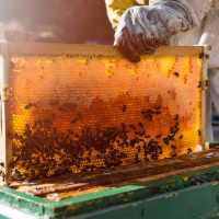 شناسایی انواع میکروب های محیطی با استفاده از کندوهای زنبور عسل