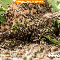 برای حراست از زنبورها/ برداشت عسل وحشی توسط سوداگران را گزارش دهید