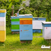 تفاهم‌نامه«کنسرسیوم کارآفرینی و توسعه کسب و کارهای رسته زنبورداری» امضا شد
