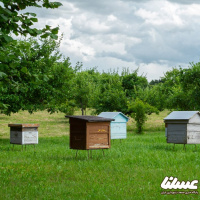انعکاس مشکلات زنبورداران و قول مساعدت مجلس برای مساعدت وکارگشایی