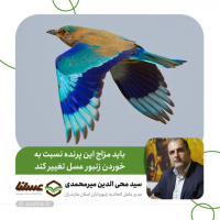 لانه سازی کردن و بومی شدن سبزه قباها در استان های شمالی / باید مزاج این پرنده نسبت به خوردن زنبور عسل تغییر کند