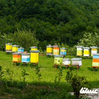 مشتقات عسل درآمد ارزی نامحدودی برای کشور دارد
