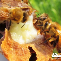 داستان ژل رویال از گذشته تا امروز