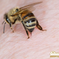 زهر درمانی و خواص شگفت انگیز زهر زنبور عسل