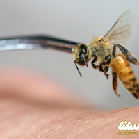 روش های جمع آوری زهر زنبور عسل را بشناسید