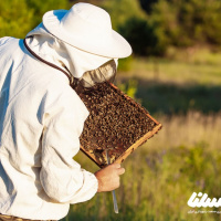 چرا زنبورداری شغل خوبی است؟