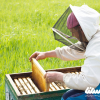 چقدر در مورد هزینه های زنبورداری اطلاعات دارید؟