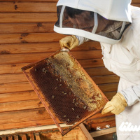 چقدر با انواع کندو زنبور عسل آشنا هستید؟