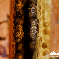 زنبور عسل از چه چیزهای تغذیه می کند؟