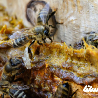 بررسی نقش بره موم در ادیان و تمدن های مختلف؛ راهکاری برای استفاده نوین از این ماده
