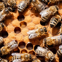 5 توصیه طلایی برای اینکه سود خود از زنبورداری را افزایش دهیم