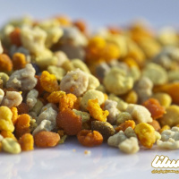 مصرف روزانه گرده گل، راز درمان بیماری ها