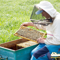 چرا حسابداری در زنبورداری مهم است؟