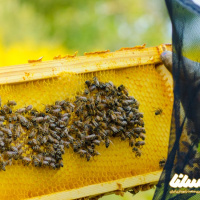 خلاصه مقاله: بررسی تاثیر عصاره الکلی آویشن روی انگل نوزما در زنبورعسل