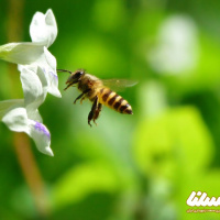 خلاصه مقاله: شناسایی پروتئین‌های ایمونوژن و آلرژن زهر زنبورعسل و زنبورهای وحشی